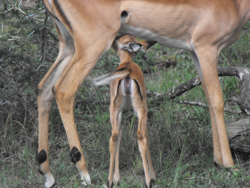 Baby impala