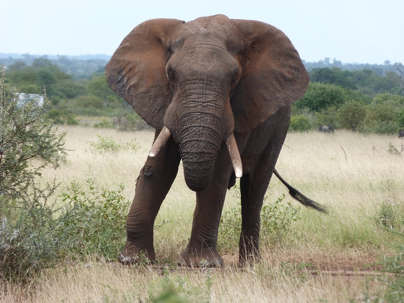 Elephant