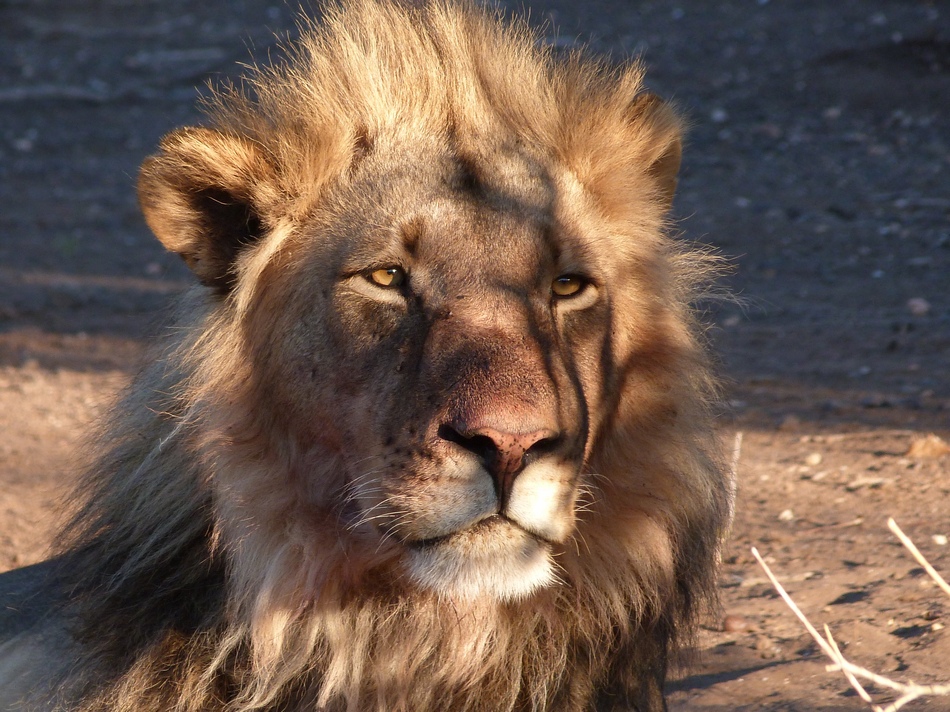Lion