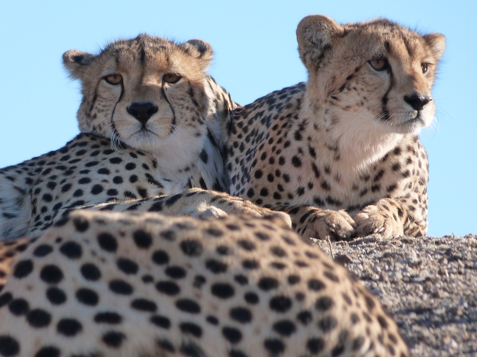 Leopard family