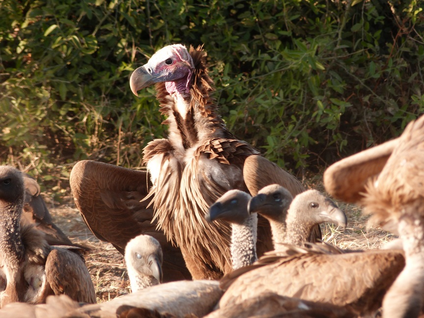 Vulture