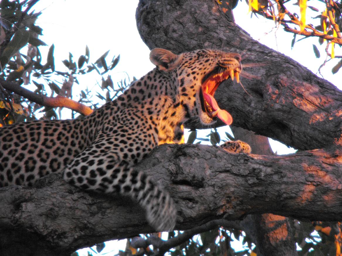 Leopard