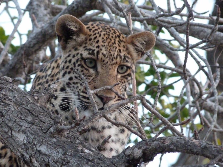 Leopard