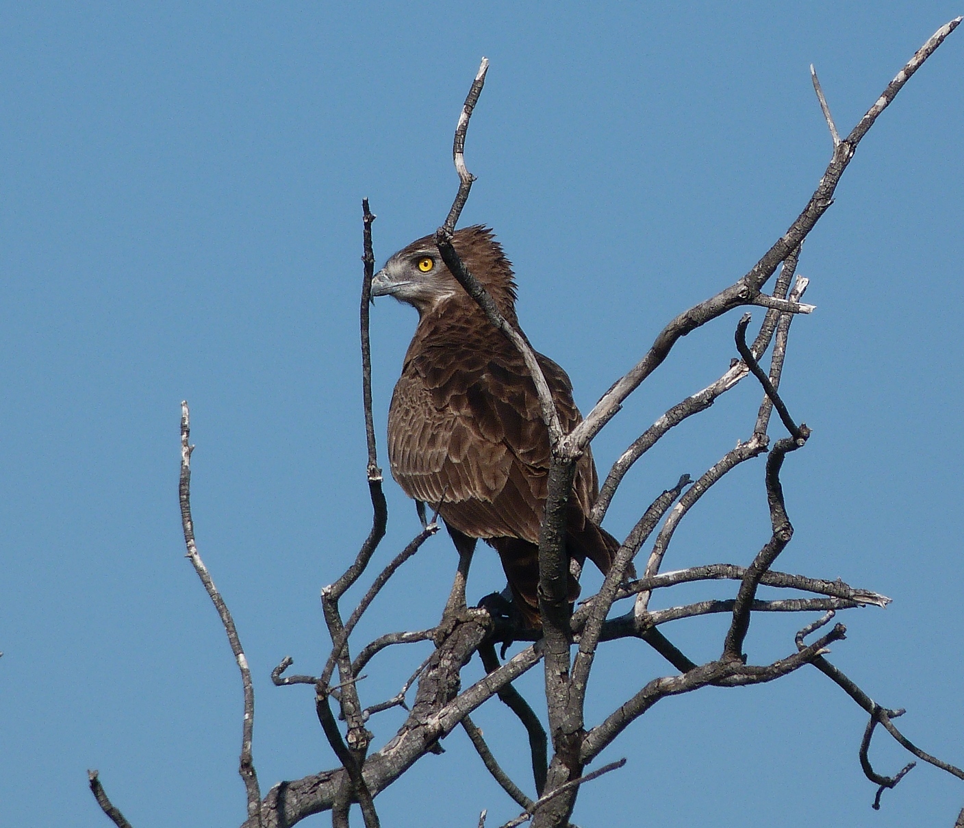 Eagle