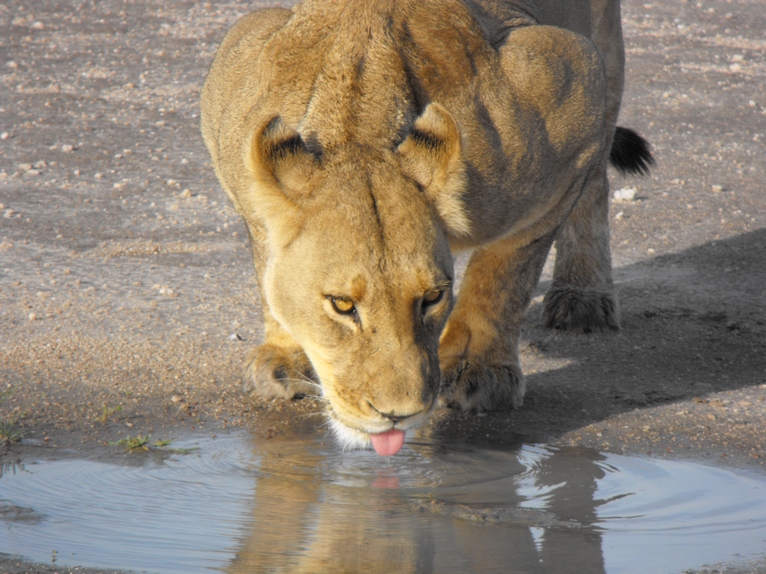 Lions