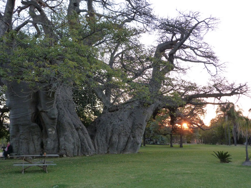 Huge tree