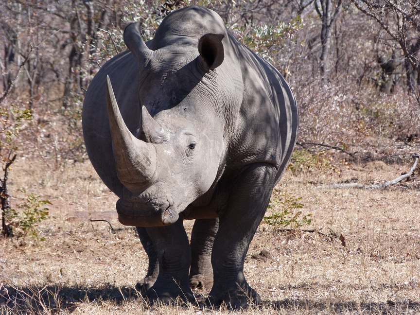 Game drive